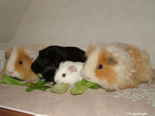 Alle vier Schweinis