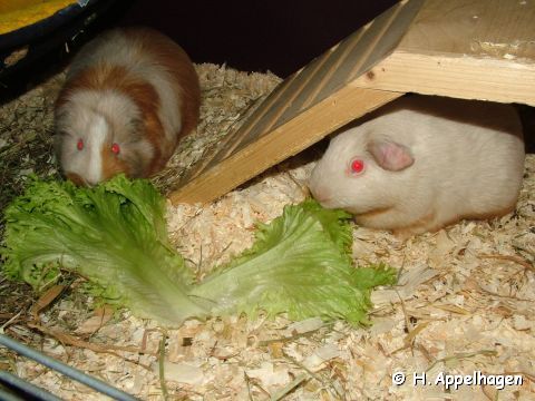 Zucchini & Thea