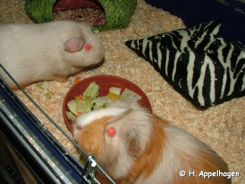 Zucchini & Thea