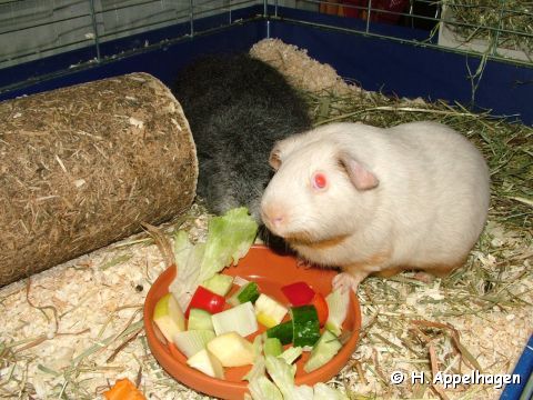 Zucchini & Kassiopeia